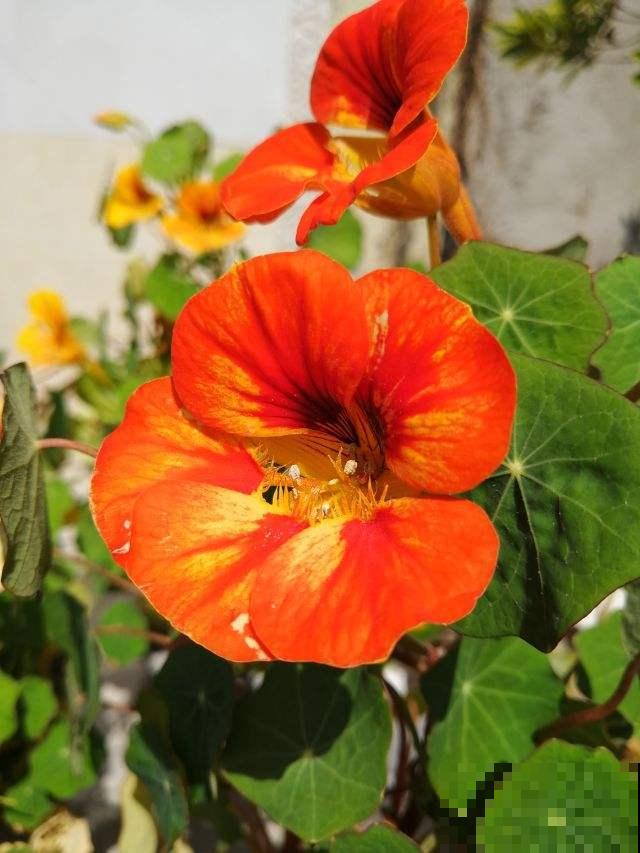 春天养5种花，很快就能花开满园，开花超美