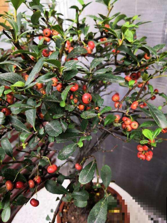 小时候当成柴火烧的花，现在几十块钱一盆，还不便宜！