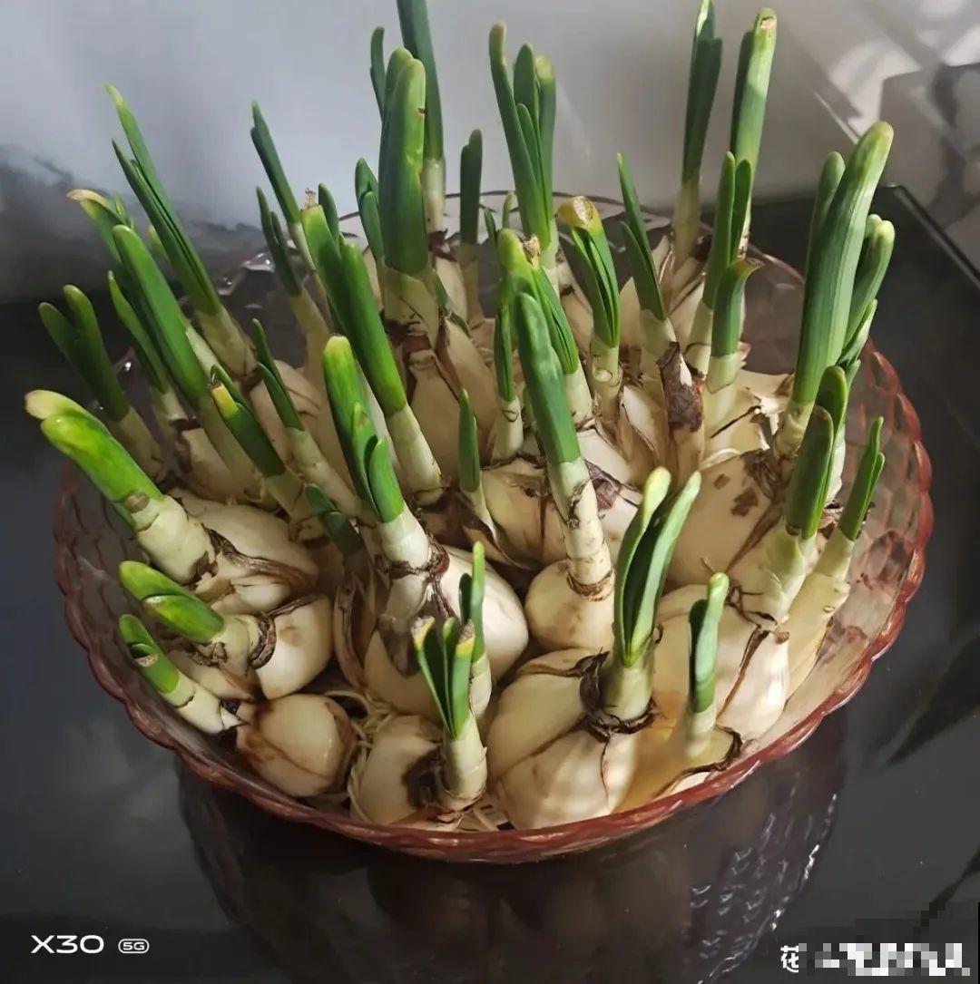 冬天的5种花特香，越冷越开花，像是喷了香水