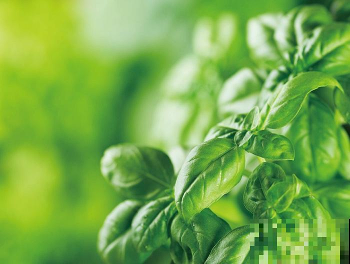 这6种植物养在厨房，油烟味被吸光，空气保持清新！