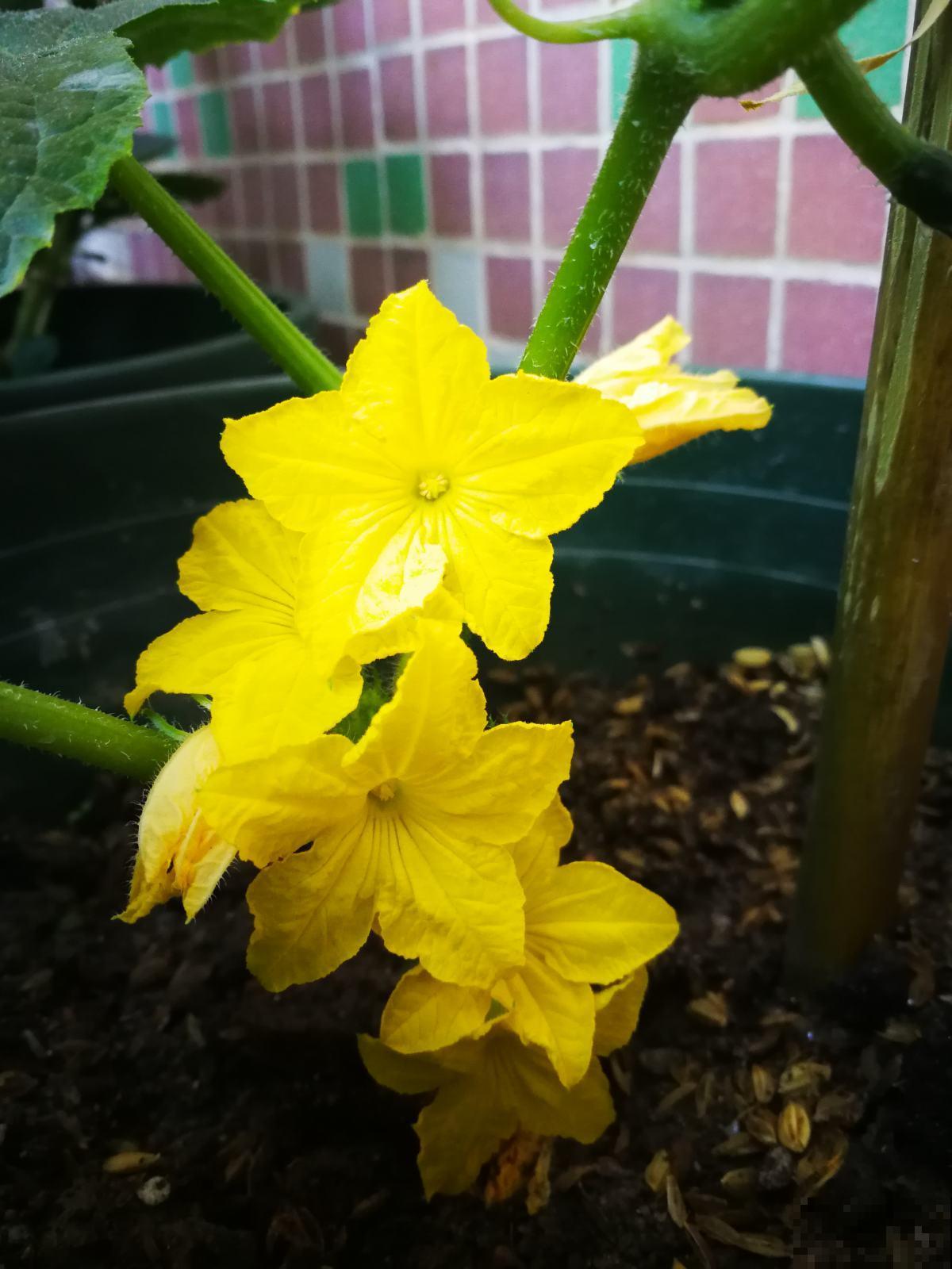 小时候常见的蔬菜花，城里少见，现在的孩子都不认识了！