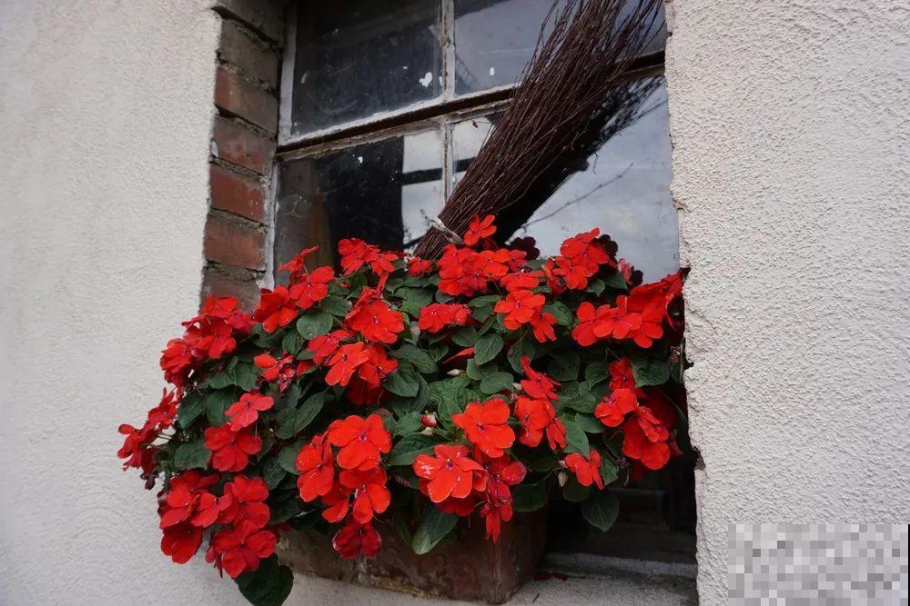 我想有一个,开满花的窗台,每天赏花! 我想有一个,开满花的窗台,每天赏花!