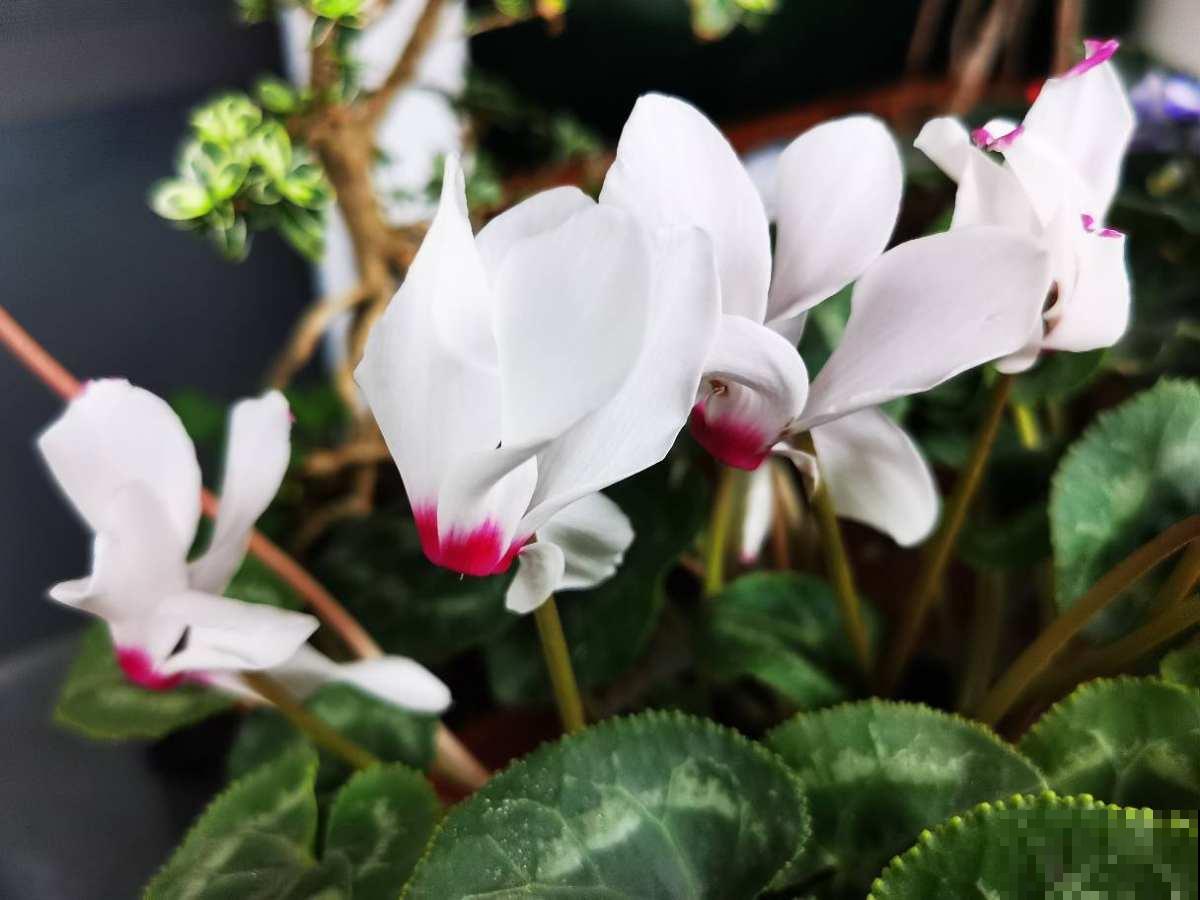 2月底该修剪了，剪得越“狠”植物越旺盛，爆芽更多