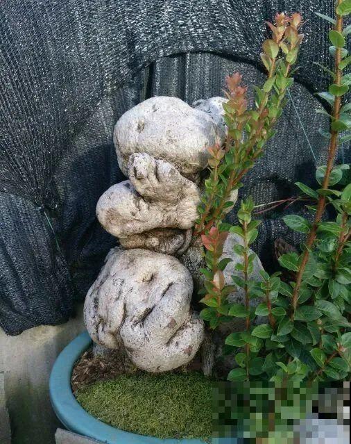 农村树上长出大萝卜?开出灯笼花,价格贵的出奇! 农村树上长出大萝卜?开出灯笼花,价格贵的出奇!