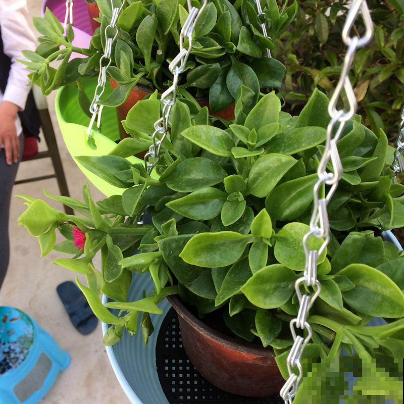 4种花可以吃,做成美食特简单,口味很独特 4种花可以吃,做成美食特简单,口味很独特