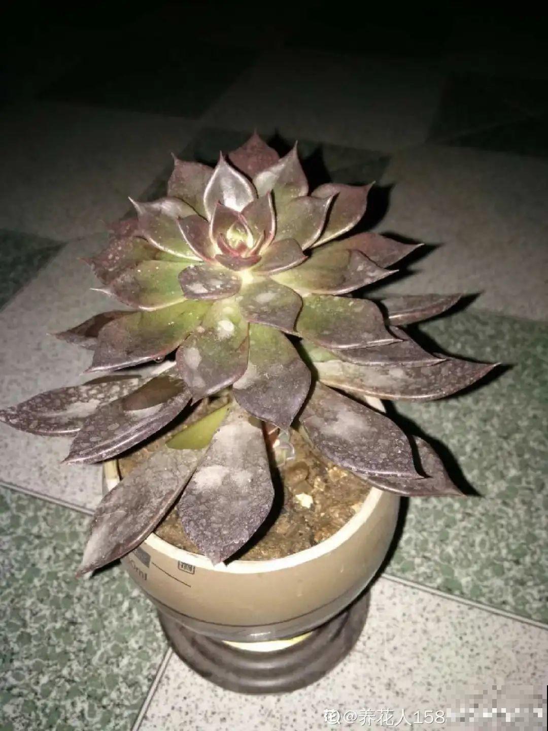 过年的酒瓶子，千万别人，切2刀做花盆，好看又省钱