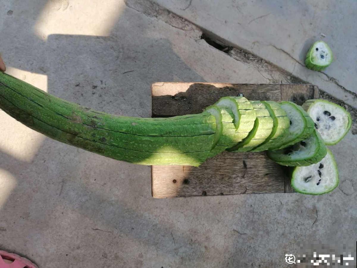 农村丝瓜越老越“值钱”，别只用来洗碗，还有好多用途