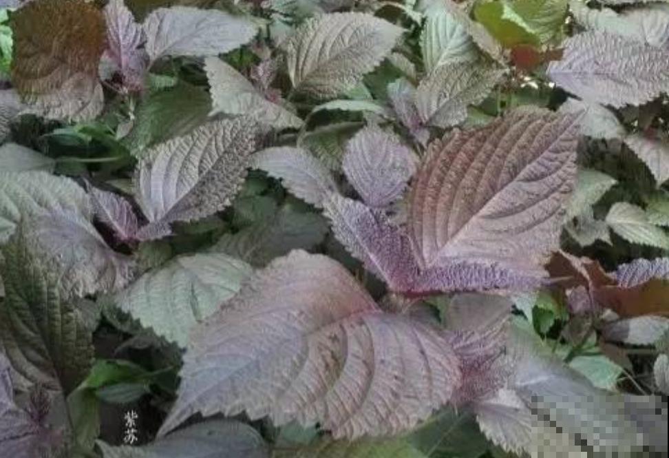 养这5种香草植物，好闻又好看，家里连香料都省了！