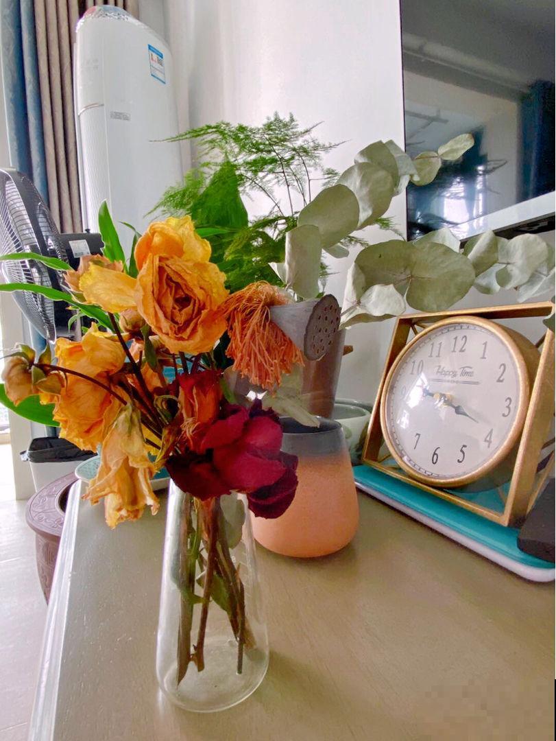 家里养5种花,花期时间超长,不凋零开不败 家里养5种花,花期时间超长,不凋零开不败