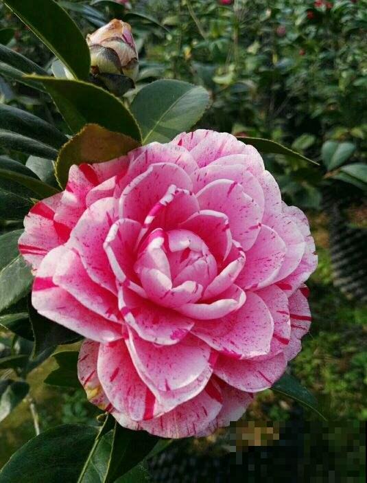 茶花越冷开花越多,但总是掉花苞,原来养护出现问题 茶花越冷开花越多,但总是掉花苞,原来养护出现问题