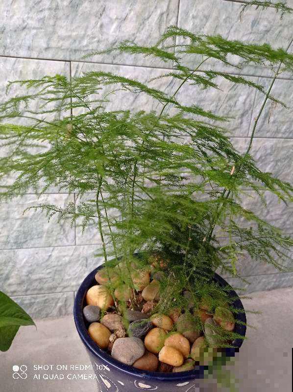 武竹枝条更加苍劲，一年四季绿油油，观赏性超强
