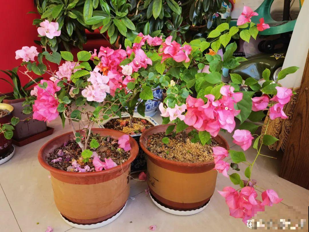 换盆也有限制，正在开花的植物不能换，不然花容易死