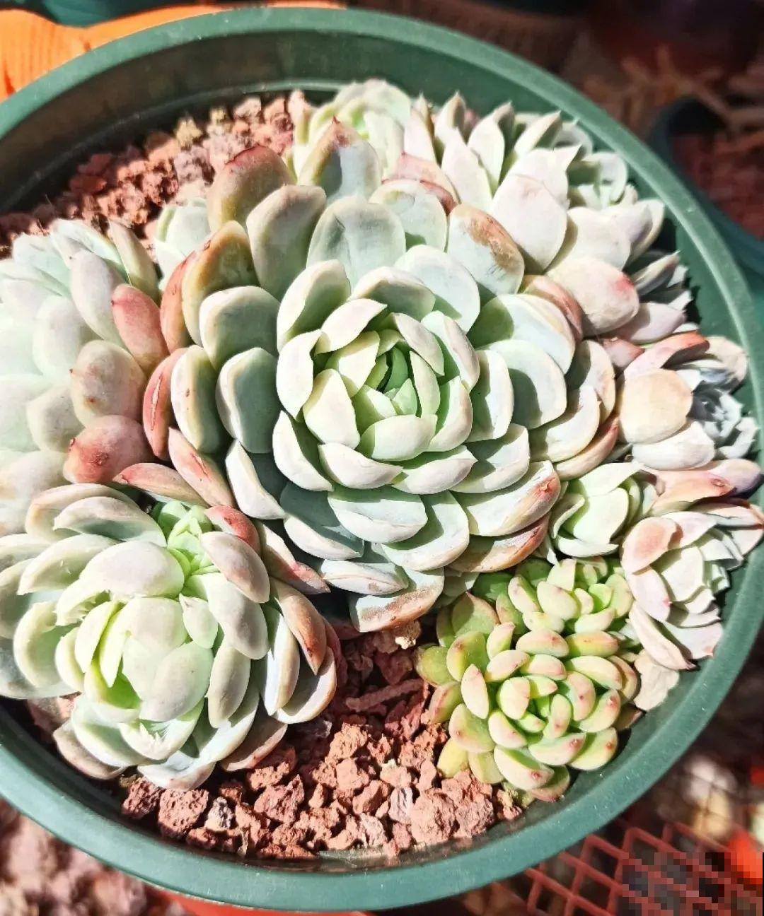 多肉养在大盆里,就是豪横霸气,棵棵大得像白菜 多肉养在大盆里,就是豪横霸气,棵棵大得像白菜