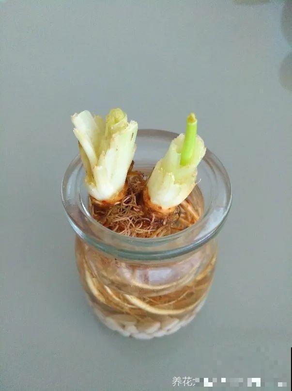 吃完的菜根切下来，埋土里就冒芽，以后不用买菜了！