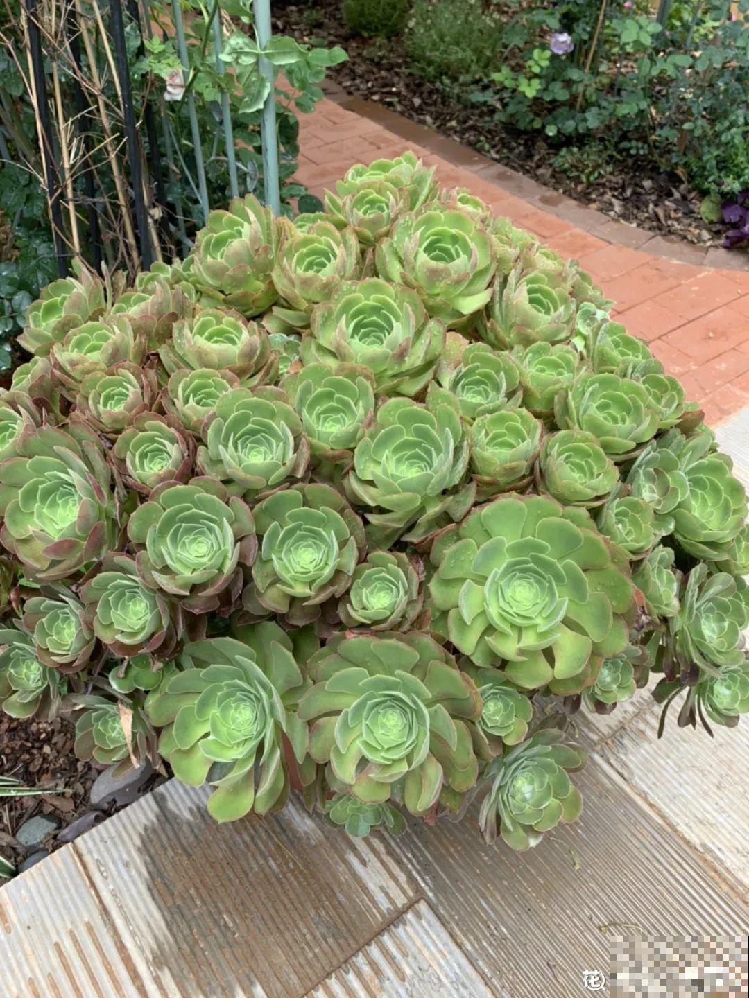 多肉老桩有多美，看着像是艺术品，造型超美