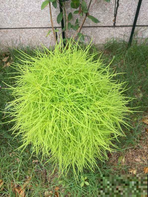 小时候院子里常见的地肤草，原来就是笤帚苗，长知识了！