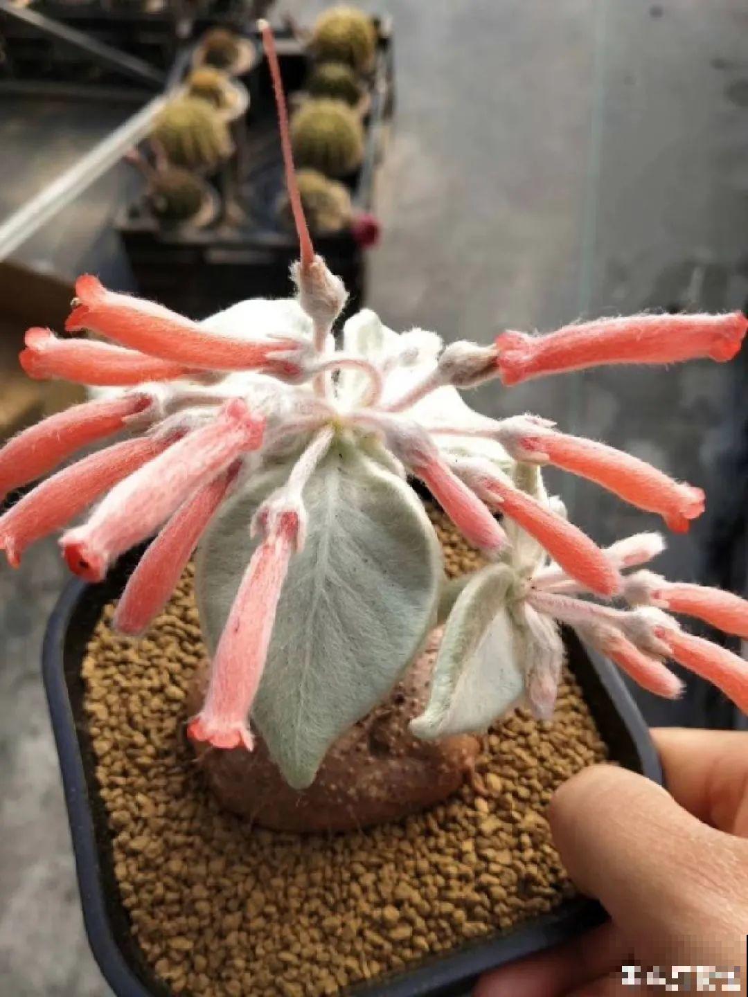 农村树上长出大萝卜?开出灯笼花,价格贵的出奇! 农村树上长出大萝卜?开出灯笼花,价格贵的出奇!