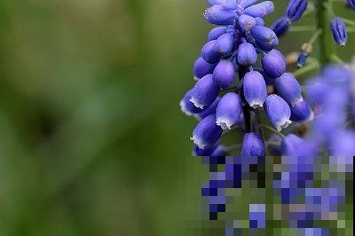 超级好看的葡萄风信子,记好这3点,猛爆“葡萄串” 超级好看的葡萄风信子,记好这3点,猛爆“葡萄串”