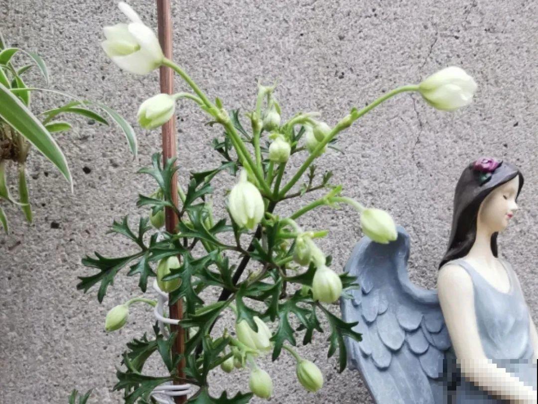 冬剪开始了，月季看见这种枝，就要赶紧剪！