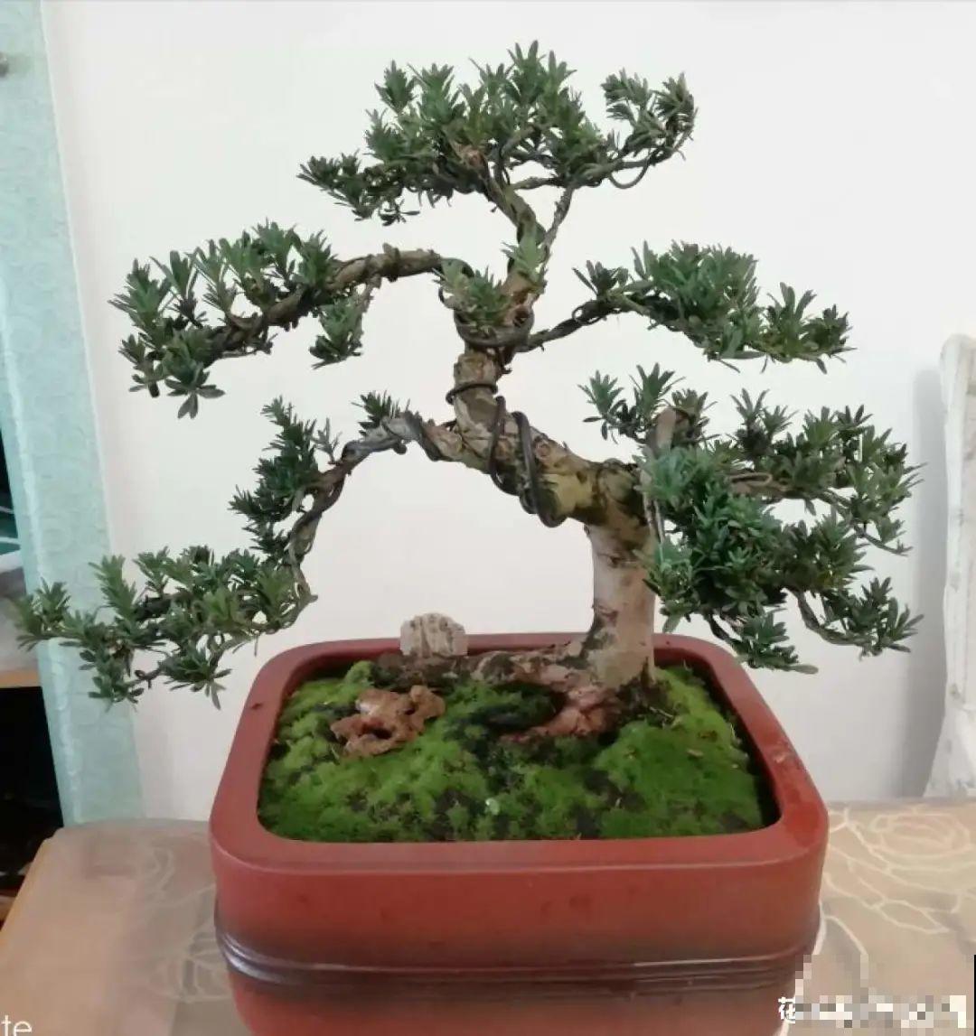 家里养盆镇宅花,一年红红火火,好运满满 家里养盆镇宅花,一年红红火火,好运满满