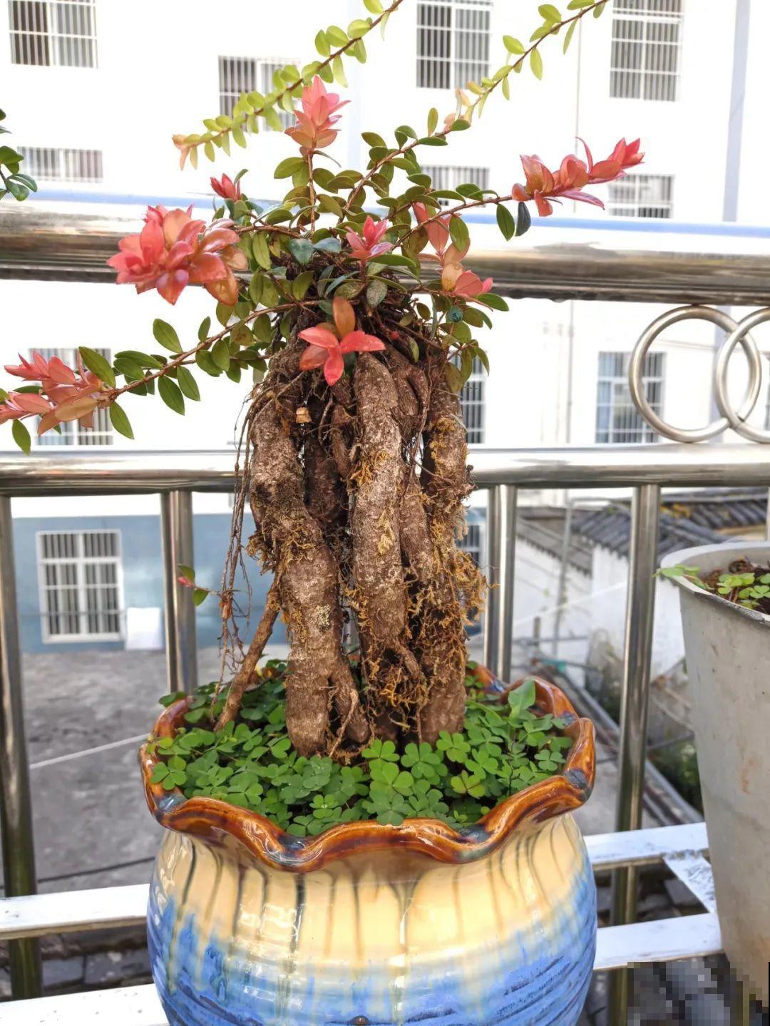 农村树上长出大萝卜?开出灯笼花,价格贵的出奇! 农村树上长出大萝卜?开出灯笼花,价格贵的出奇!