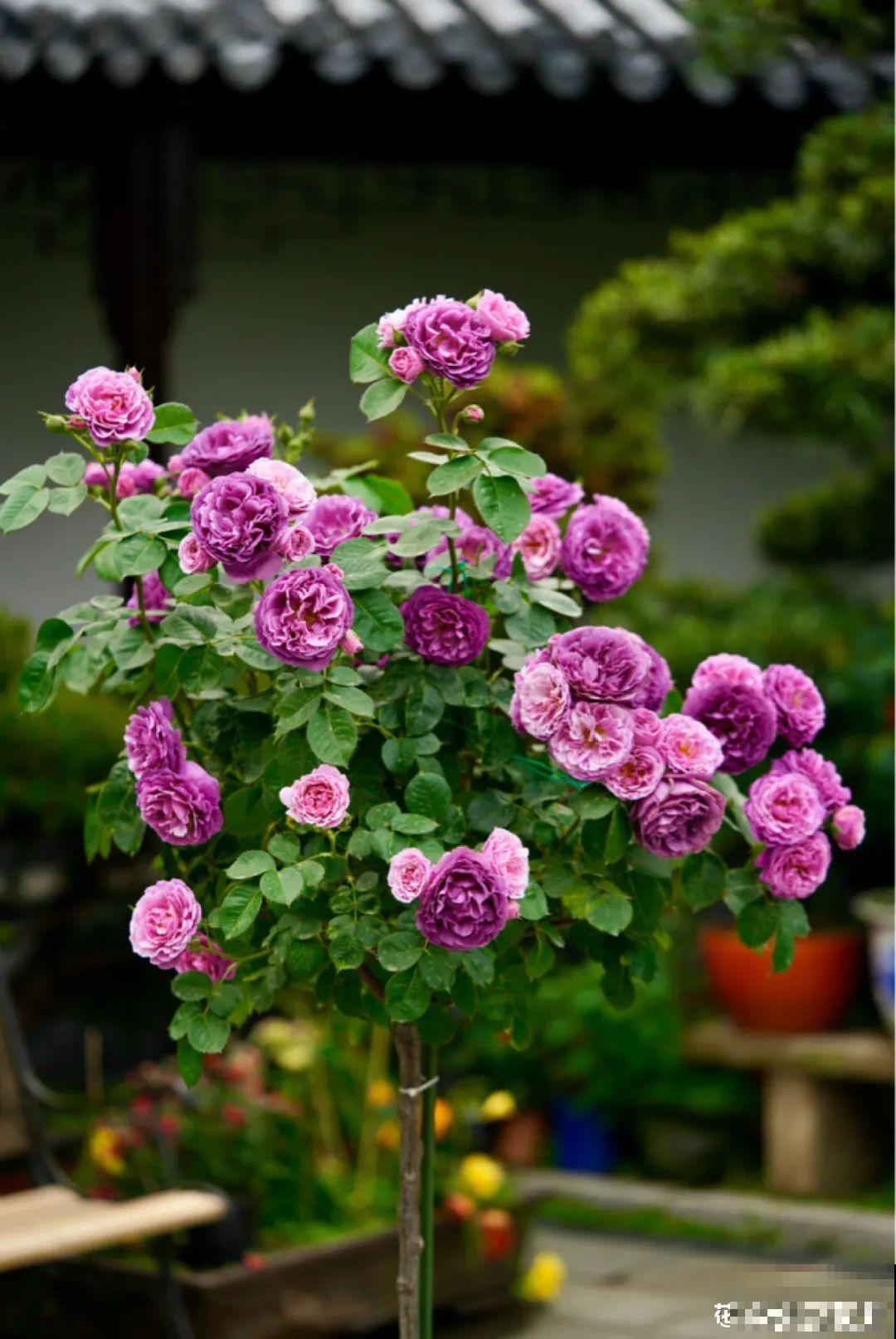 梦想有个院子，养花弄草，过舒心日子！