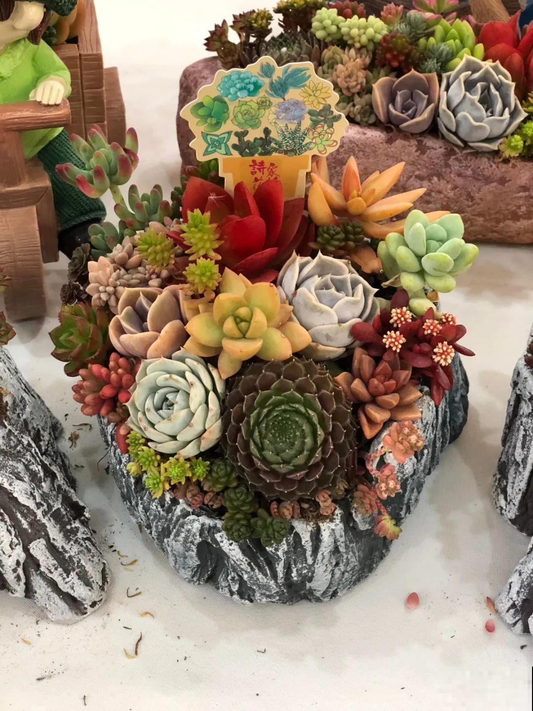 多肉塞进一个盆里，像是艺术品，颜值高了好几个档次！