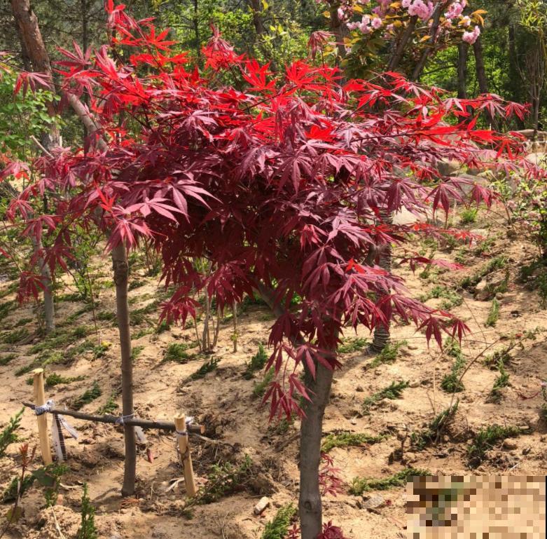 家庭自制红枫盆景,成本低、效果好,给再多钱也不卖! 家庭自制红枫盆景,成本低、效果好,给再多钱也不卖!
