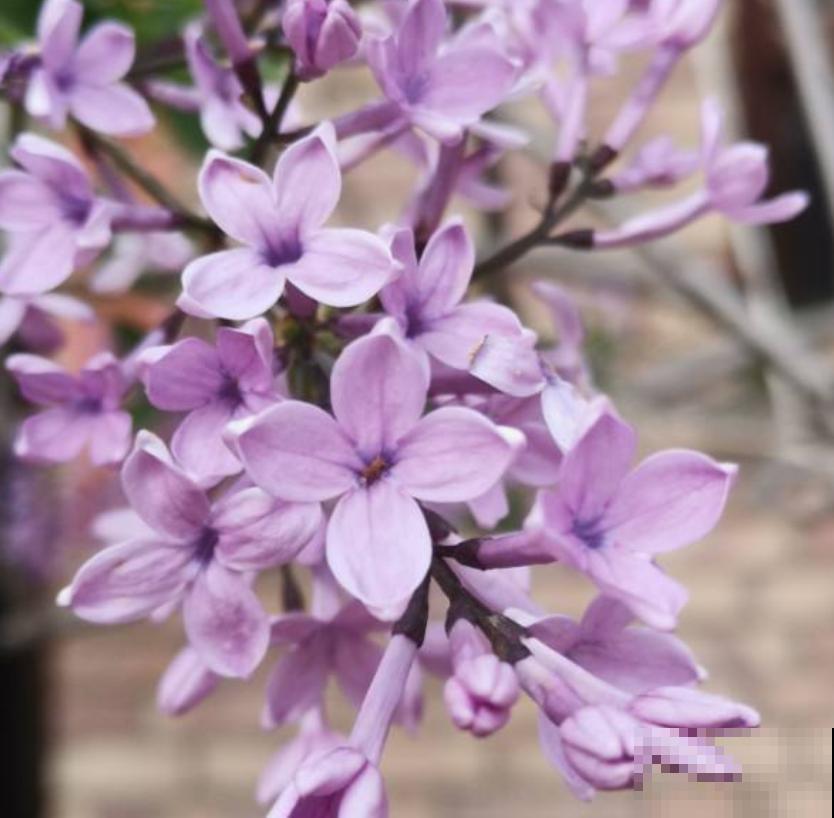 手把手教你养丁香，花开的时候美成一片，太值了！