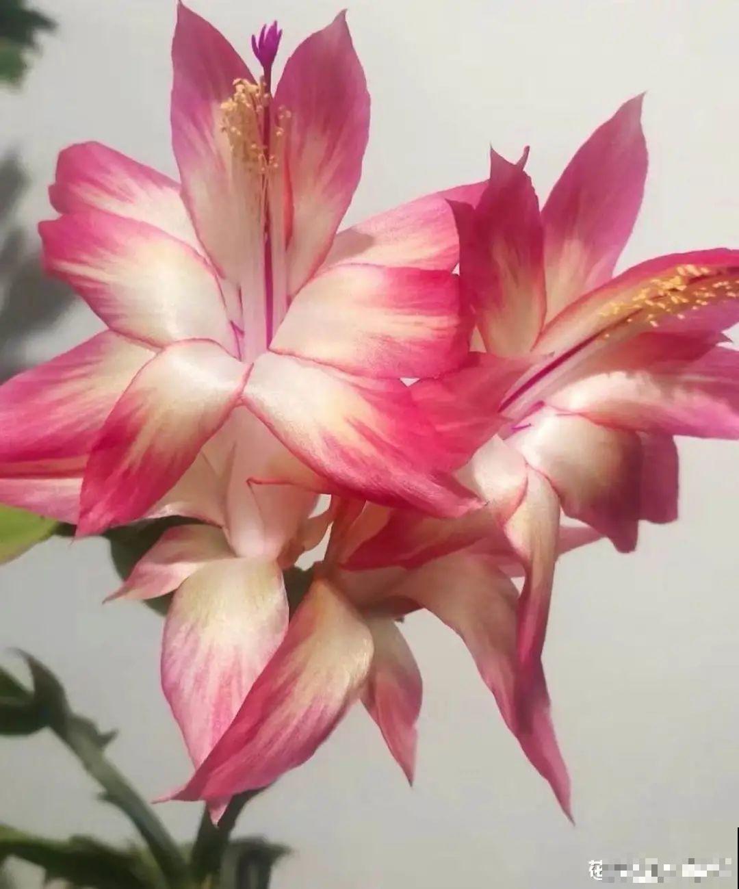 上万块的蟹爪兰，开花像烟花，养过的人不多