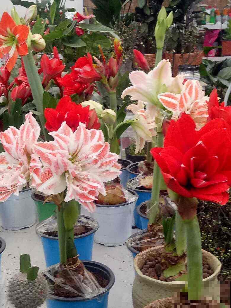 24种花，对应24节气，一年到头有花看（下篇）