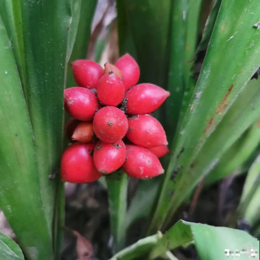24种花,净化空气最厉害,绿萝竟然倒数! 24种花,净化空气最厉害,绿萝竟然倒数!