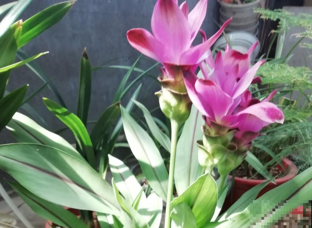 生姜居然能开出荷花?姜荷花仙气十足,养护方法也非常简单! 生姜居然能开出荷花?姜荷花仙气十足,养护方法也非常简单!