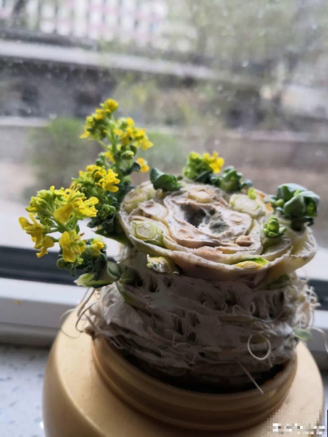 吃完的菜根切下来，埋土里就冒芽，以后不用买菜了！