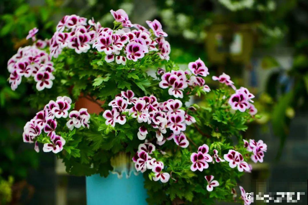 梦想有个院子，养花弄草，过舒心日子！