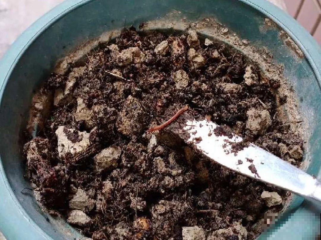 惊蛰之后，小虫乱飞，教你16种杀虫方法