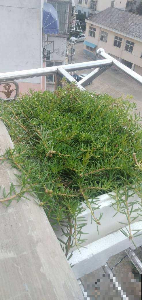 泡沫箱有大用，爱养花的人要留好它，扔掉就是扔钱！