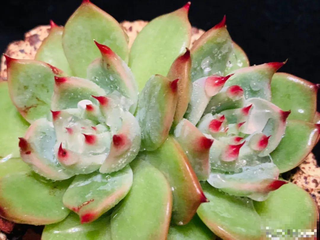 小阳台也能养多肉，一尺一寸，都是繁华！