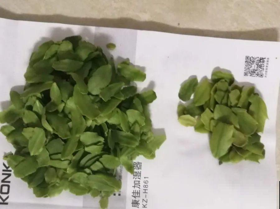 长寿花开完第一茬，赶紧剪掉，20天后又能开花