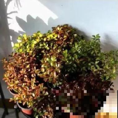 喜欢晒太阳的新西兰茜草，叶片一晒亮闪闪的，好看极了！