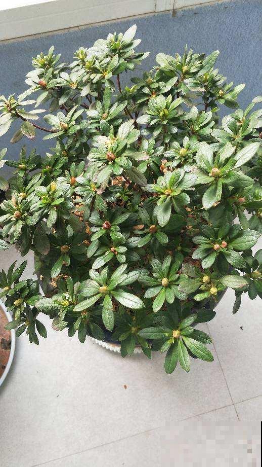 植物出现5种情况,说明根系有问题,要赶紧救治 植物出现5种情况,说明根系有问题,要赶紧救治