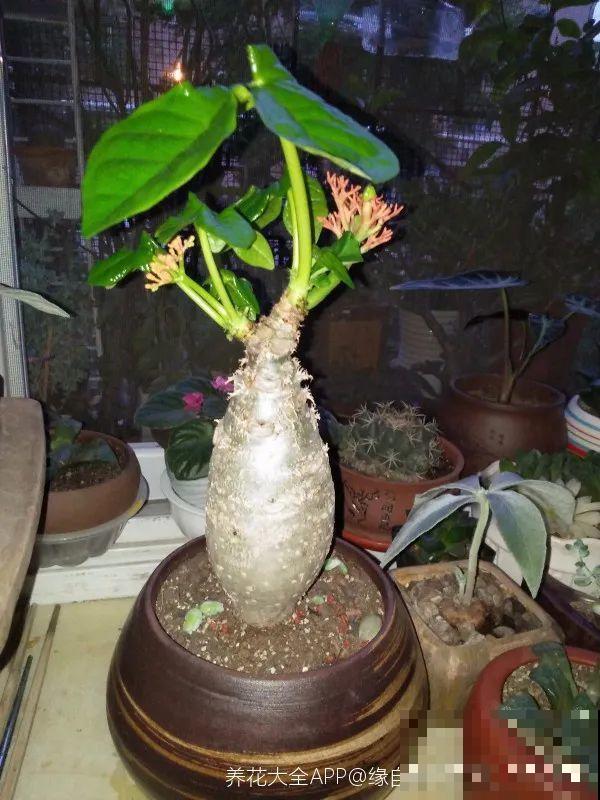 农村树上长出大萝卜?开出灯笼花,价格贵的出奇! 农村树上长出大萝卜?开出灯笼花,价格贵的出奇!