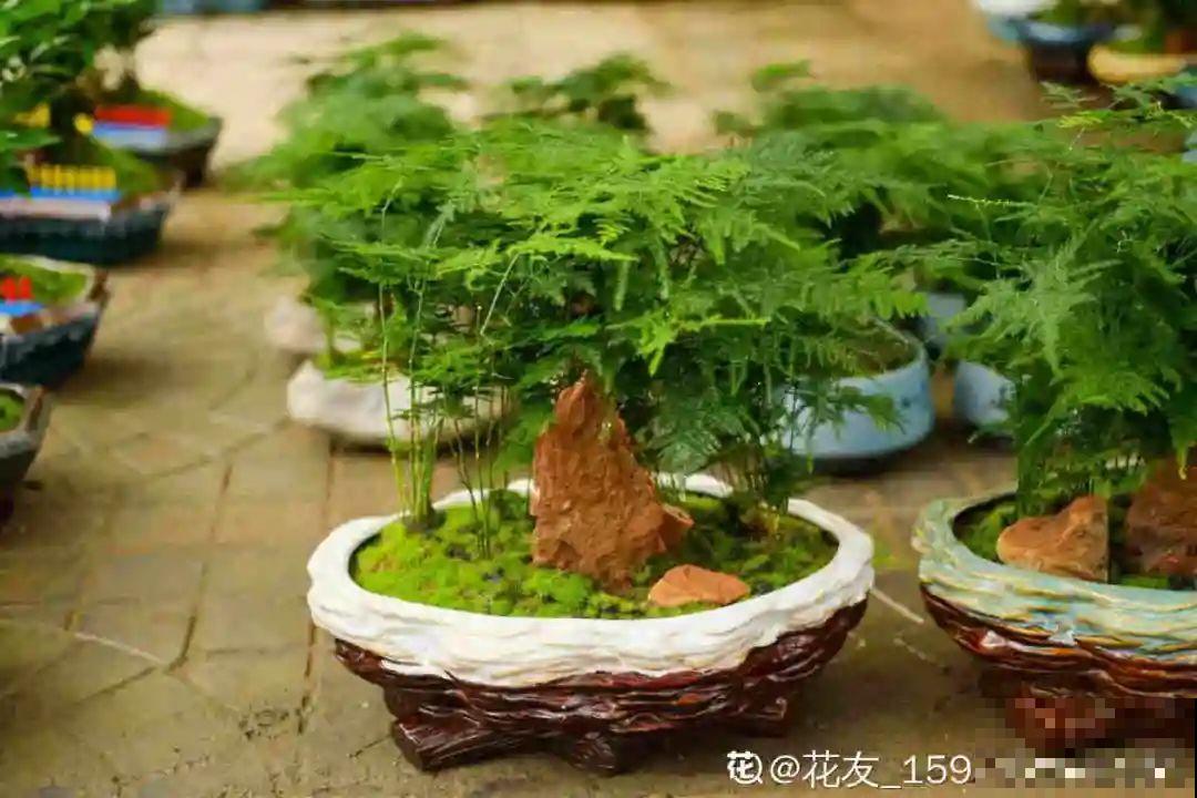 不同的花有不同的性格,你养的花,代表你是什么样的人? 不同的花有不同的性格,你养的花,代表你是什么样的人?