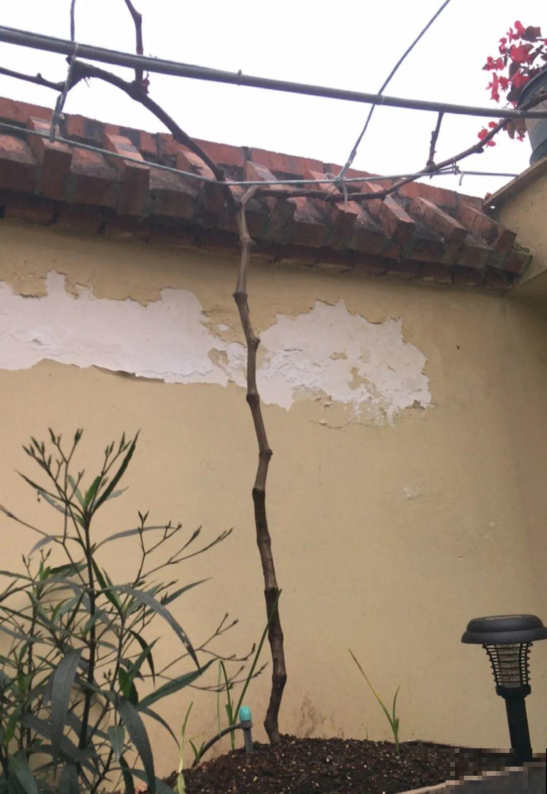 冬剪开始了，月季看见这种枝，就要赶紧剪！