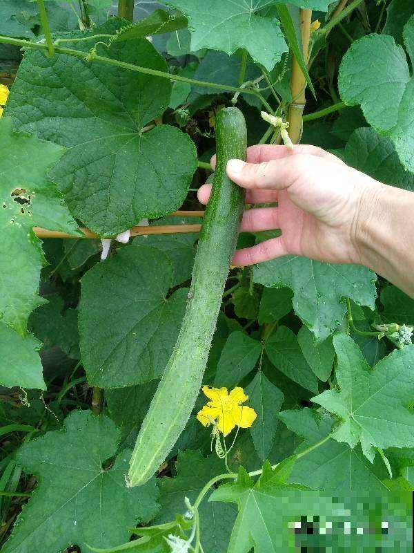 5种蔬菜适合冬天吃,含水量高,炒菜凉拌都好吃 5种蔬菜适合冬天吃,含水量高,炒菜凉拌都好吃