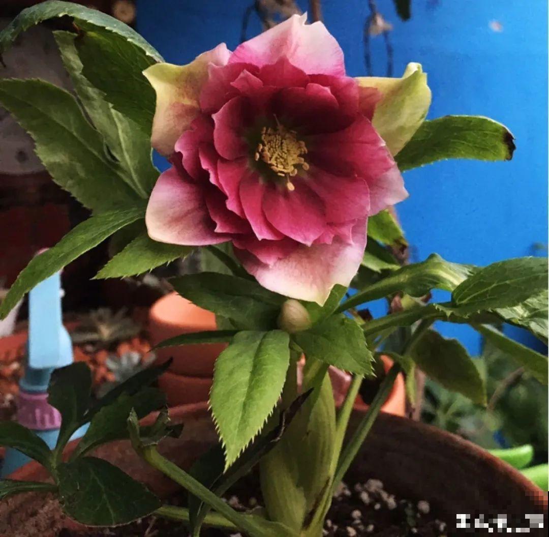 16种高颜值花，冬天耐寒不娇气，新手也能养爆盆