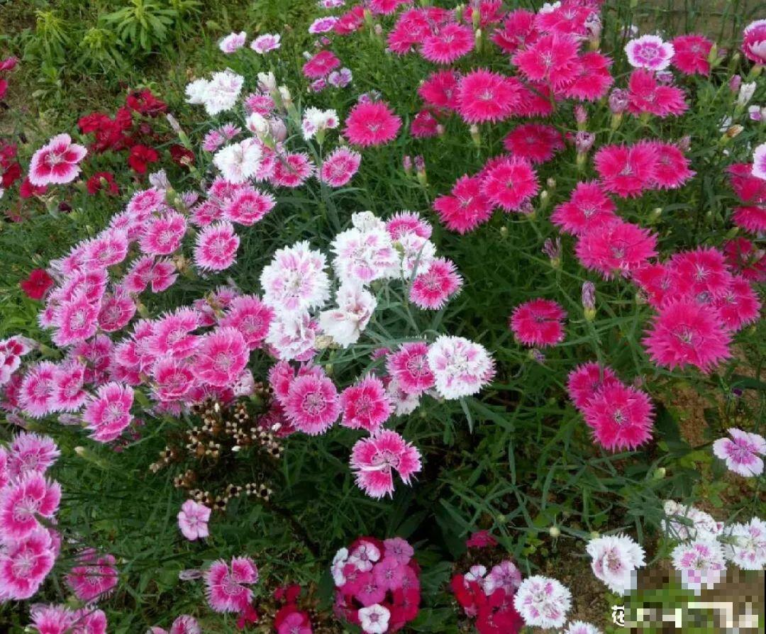 买花种子总是不对版,记住这些种子,少上当! 买花种子总是不对版,记住这些种子,少上当!