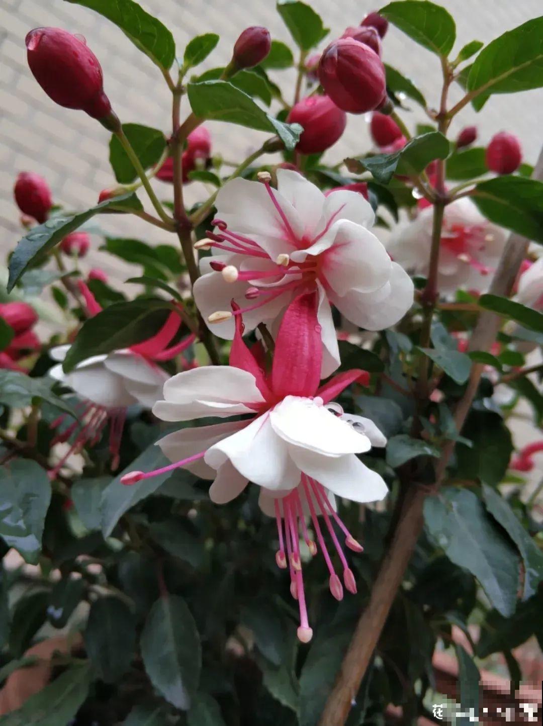 倒挂金钟开花像吊灯，满盆能开上百朵，颜值超高