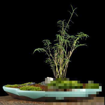 家里不能养竹子？最适合摆在桌子上的竹子，比花还好看！