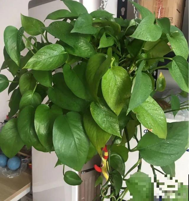 家里养这10种花,冻伤了要赶紧救,晚了就救不回来了 家里养这10种花,冻伤了要赶紧救,晚了就救不回来了